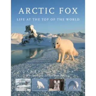 Arctic Fox
