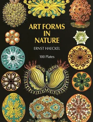 Art Forms In Nature