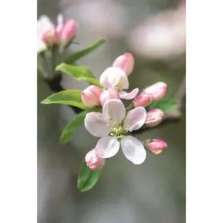 Memo Block - Apple Blossom