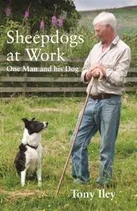 Sheepdogs at Work