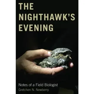 The Nighthawk's Evening