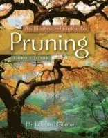 An Illustrated Guide to Pruning