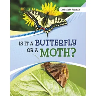 Is It a Butterfly or a Moth?