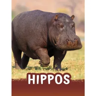 Hippos