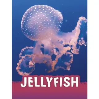 Jellyfish