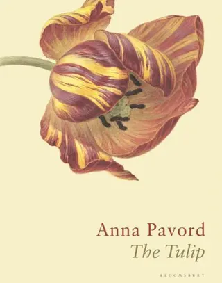 Tulip