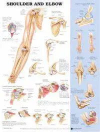 Shoulder and Elbow Anatomical Chart