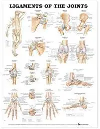 Ligaments of the Joints Anatomical Chart