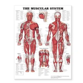 The Muscular System Giant Chart