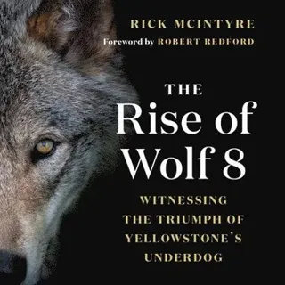The Rise of Wolf 8