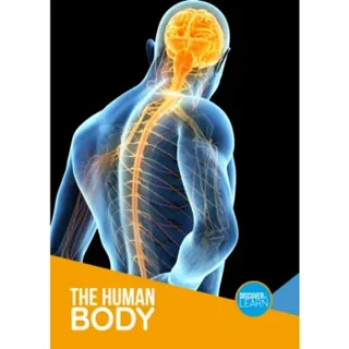 The Human Body