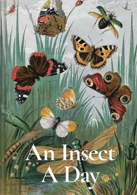 An Insect A Day