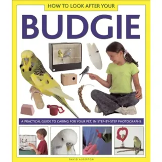 How to Look After Your Budgie