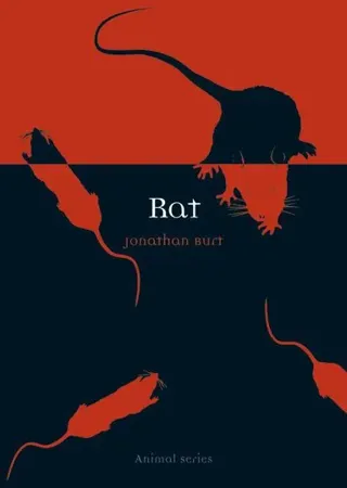 Rat