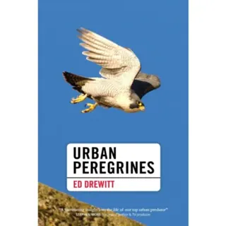 Urban Peregrines
