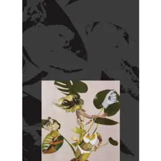 Kandis Williams: A Surface