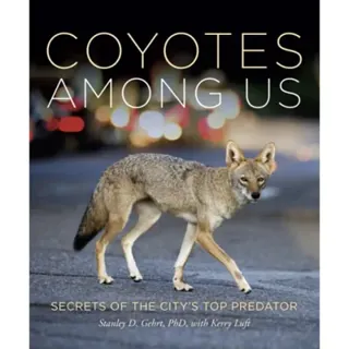 Coyotes Among Us
