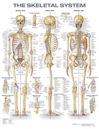 Skeletal System Anatomical Chart