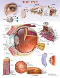 The Eye Anatomical Chart