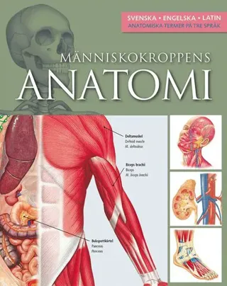 Människokroppens anatomi